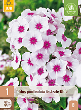 X 1 PHLOX PANICULATA SWIZZLE BLUE