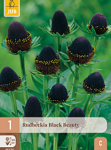 X 1 RUDBECKIA BLACK BEAUTY