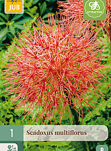 X 1 SCADOXUS MULTIFLORUS