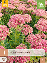 X 1 SEDUM HERBSTFREUDE