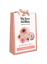 X 1 TAS 4 DAHLIA 'WE LOVE DAHLIAS' SALMON LOVE