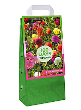 X 1 TAS 5 DAHLIA POMPON MIX