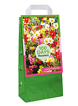 X 1 TAS 5 DAHLIA TOPMIX MIX