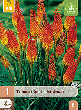 X 1 TRITOMA (KNIPHOFIA) ALCAZAR