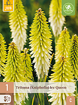 X 1 TRITOMA (KNIPHOFIA) ICE QUEEN