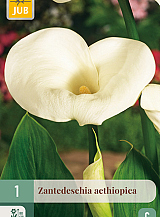 X   1 ZANTEDESCHIA AETHIOPICA