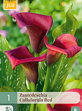 X   1 ZANTEDESCHIA CALLAFORNIA RED