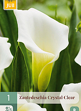 X   1 ZANTEDESCHIA CRYSTAL CLEAR