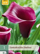 X 1 ZANTEDESCHIA DURBAN