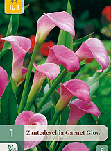 X 1 ZANTEDESCHIA GARNET GLOW