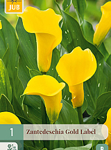 X 1 ZANTEDESCHIA GOLD LABEL