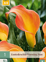 X   1 ZANTEDESCHIA MORNING SUN