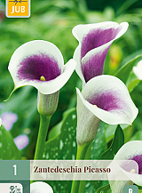 X 1 ZANTEDESCHIA PICASSO