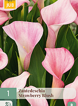 X   1 ZANTEDESCHIA STRAWBERRY BLUSH