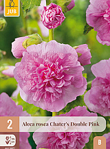 X 2 ALCEA ROSEA CHATERS DOUBLE PINK