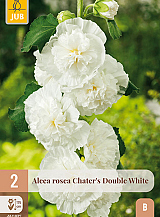 X 2 ALCEA ROSEA CHATERS DOUBLE WHITE
