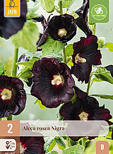 X 2 ALCEA ROSEA NIGRA