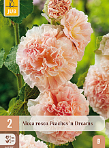 X 2 ALCEA ROSEA PEACHES 'N DREAMS