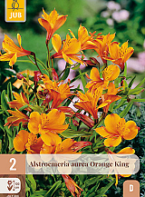 X 2 ALSTROEMERIA AUREA ORANGE KING