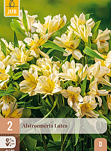X 2 ALSTROEMERIA LUTEA
