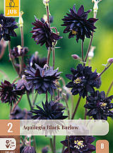 X 2 AQUILEGIA BLACK BARLOW