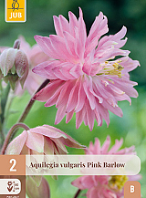 X 2 AQUILEGIA PINK BARLOW