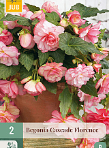 X 2 BEGONIA CASCADE FLORENCE