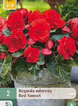 X 2 BEGONIA CASCADE ODOROSA RED SUNSET