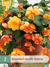 X 2 BEGONIA CASCADE SUNRAY