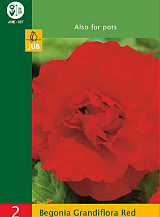 X 2 BEGONIA GRANDIFLORA RED