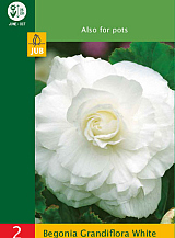 X   2 BEGONIA GRANDIFLORA WHITE