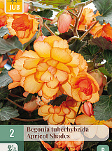 X 2 BEGONIA TUBERHYBRIDA APRICOT SHADES