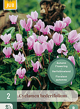 X 2 CYCLAMEN HEDERIFOLIUM VJ