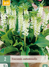 X 2 EUCOMIS AUTUMNALIS
