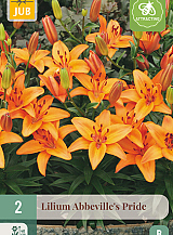 X 2 LILIUM ABBEVILLES PRIDE