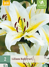 X 2 LILIUM BAFERRARI