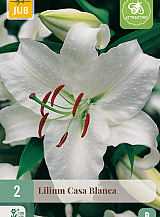 X 2 LILIUM CASA BLANCA