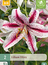 X 2 LILIUM DIZZY