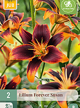 X 2 LILIUM FOREVER SUSAN