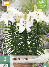 X 2 LILIUM GWEN