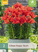 X 2 LILIUM HAPPY HEART