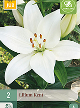 X 2 LILIUM KENT