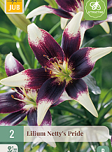 X 2 LILIUM NETTYS PRIDE