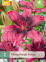 X 2 LILIUM PURPLE DREAM