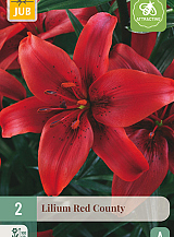 X 2 LILIUM RED COUNTY