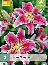 X 2 LILIUM STARGAZER