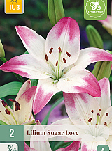 X 2 LILIUM SUGAR LOVE