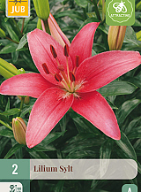 X 2 LILIUM SYLT
