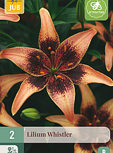 X 2 LILIUM WHISTLER