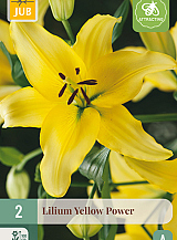 X 2 LILIUM YELLOW POWER